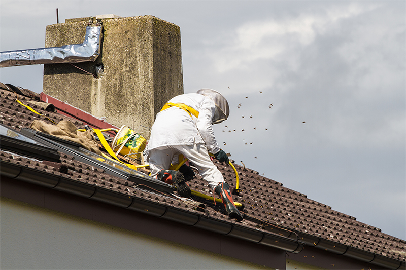 Bee Pest Control in Bedford Bedfordshire