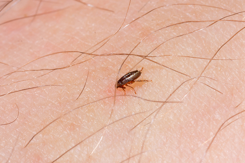 Flea Pest Control in Bedford Bedfordshire